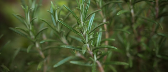 rosemary babette-landmesser-Wl-z9lbwkSI-unsplash